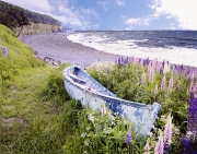 Blue Boat Lupins