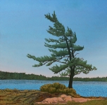 John Kinsella Shore Pine