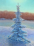 John Kinsella Snowy Pine